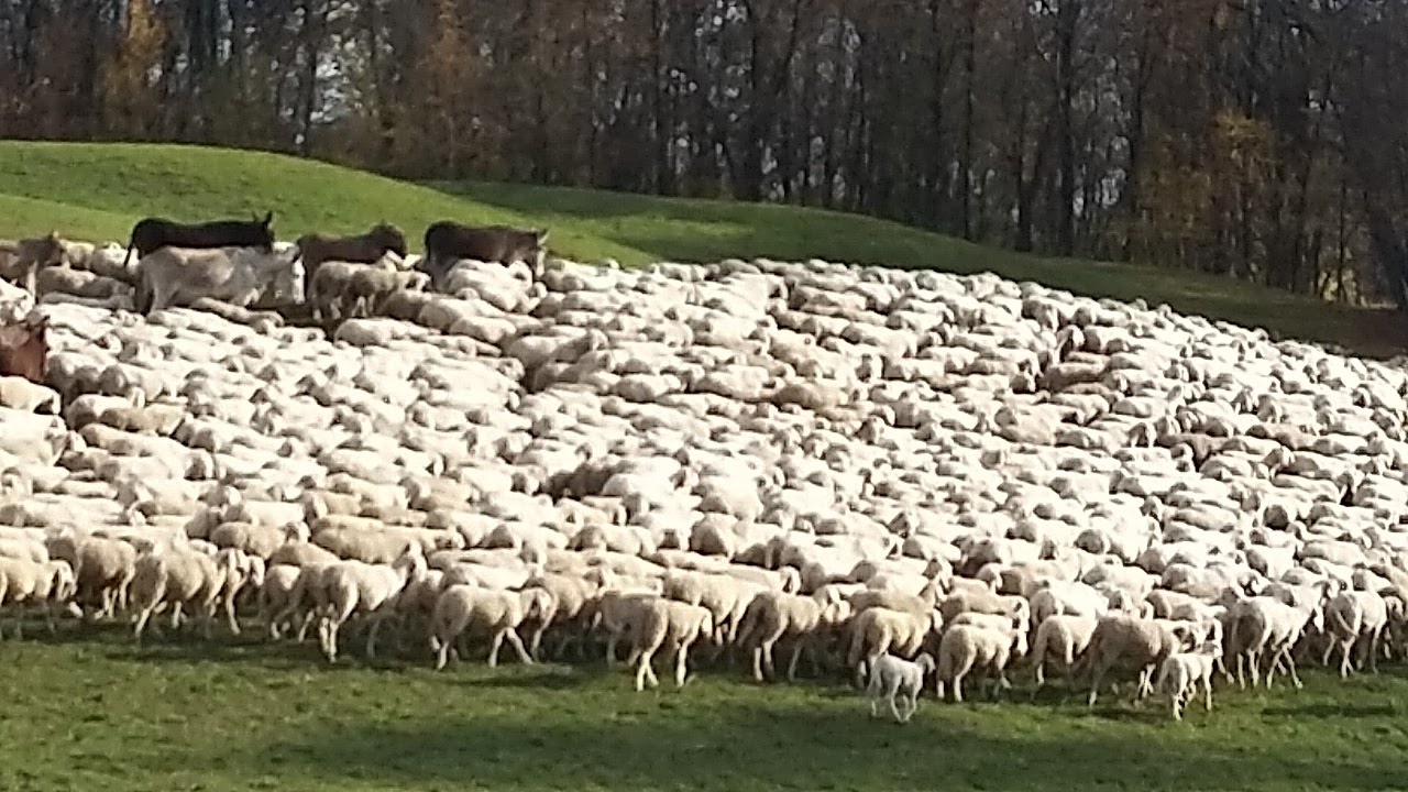 Dolo (VE), Pecorini & Co. Storie di pastori e di casari
