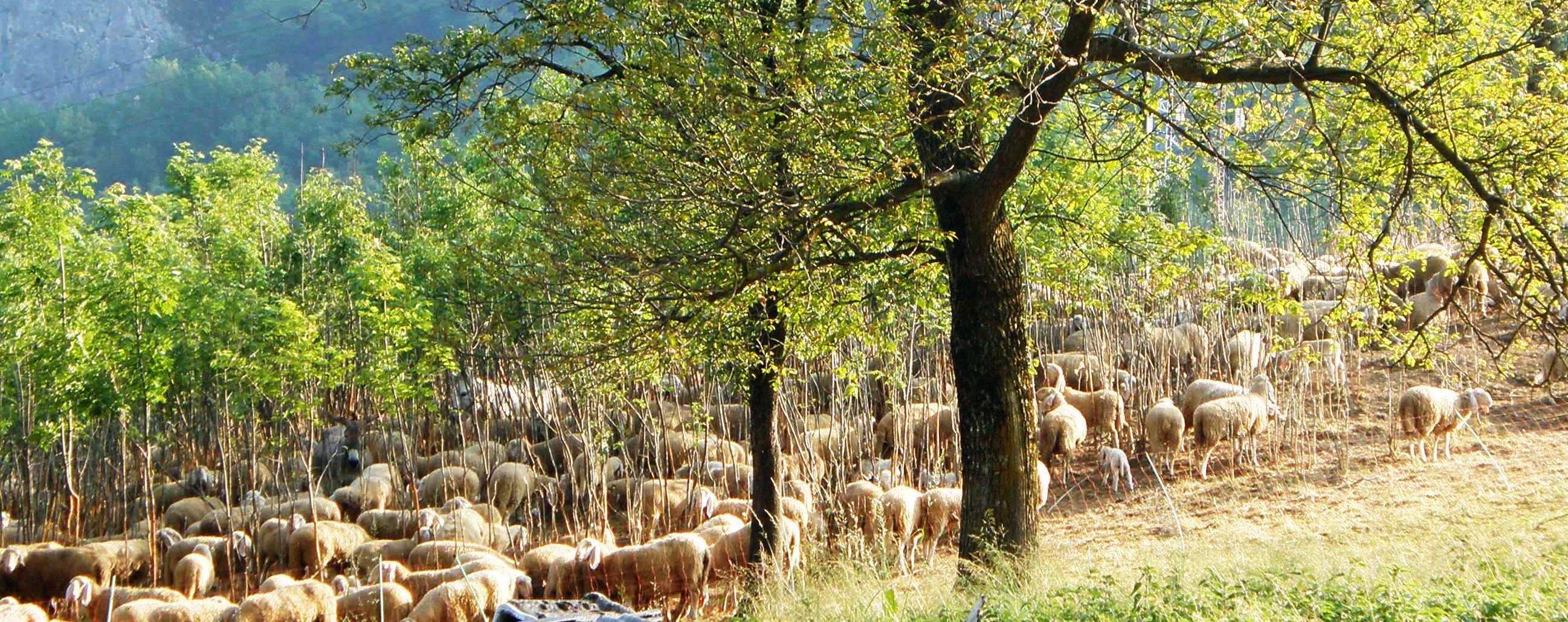 Bergamo, Festival del pastoralismo